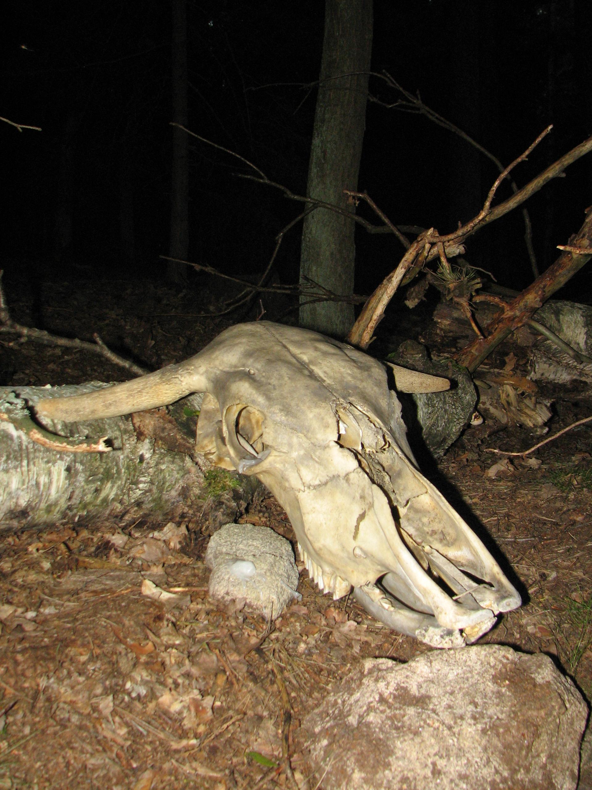 Karštejn 2009 Image 202