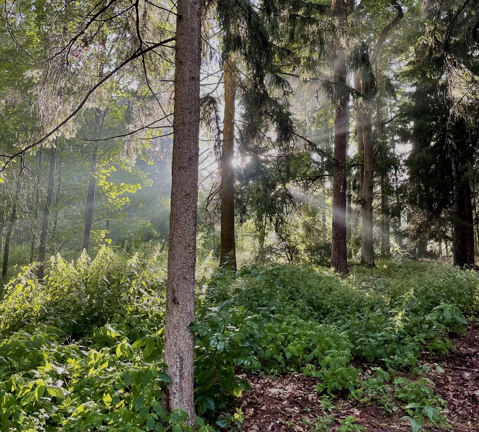 Karštejn 2024 Image 31